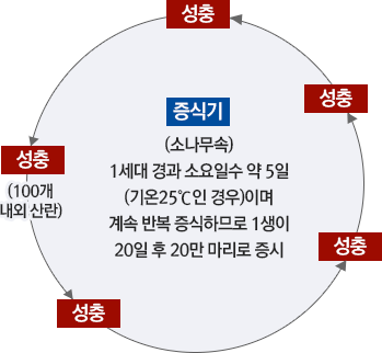 증식기(소나무속) - 1세대 경과 소요일수 약 5일 (기온이 25˚C인 경우)이며, 계속 반복 증식하므로 1생이 20일 후 20만 마리로 증식