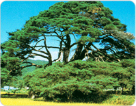 상주반송