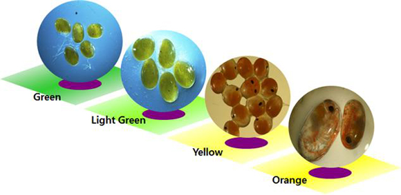 포란난의 형태 변화 - Green(원형) → Light Green(원형에서 타원형으로 약간의 변화) → Yellow(타원형에 가까워지기 시작함, 까만 눈도 보임) → Orange(타원형, 까만 눈 선명하게 보임)