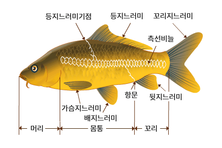 민물고기 외부구조 - 머리, 몸통(가슴지느러미,배지느러미,등지느러미기점, 등지느머리), 꼬리(항문, 측선비늘, 뒷지느러미), 꼬리지느러미