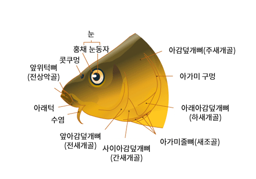 민물고기 머리구조 - 눈(홍채, 눈동자), 콧구멍, 앞위턱뼈(전상악골), 아래턱, 수염, 앞아감덮개뼈(전새개골), 사이아감덮개뼈(간새개골), 아가미줄뼈(새조골), 아래아감덮개뼈(하새개골), 아가미 구멍, 아감덮개뼈(주새개골)