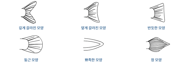 민물고기 꼬리지느러미모양 - 깊게 갈라진 모양, 얖게 갈라진 모양, 반듯한 모양, 둥근 모양, 뾰족한 모양, 창 모양