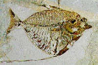 메네