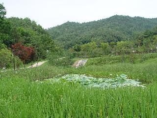 [여름] 소득형 생태숲 연못풍경