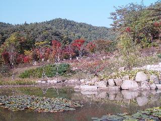 [가을] 소득형생태숲의연못