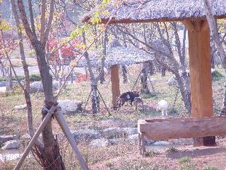 [가을] 야생동물보호센터의 산양과 염소