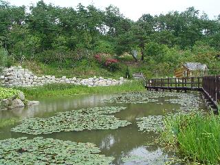 [여름] 소득형 생태숲 연못가 풍경