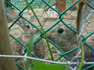 [여름] 야생동물보호센터의 토끼