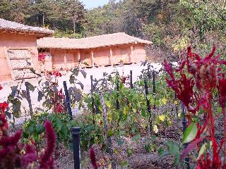[가을] 안동호반 자연휴양림의 외가집마당