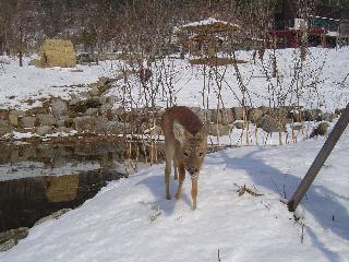 [겨울] 야생동물 생태공원