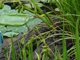 [여름] 소득형 생태숲 연못가의 물뱀