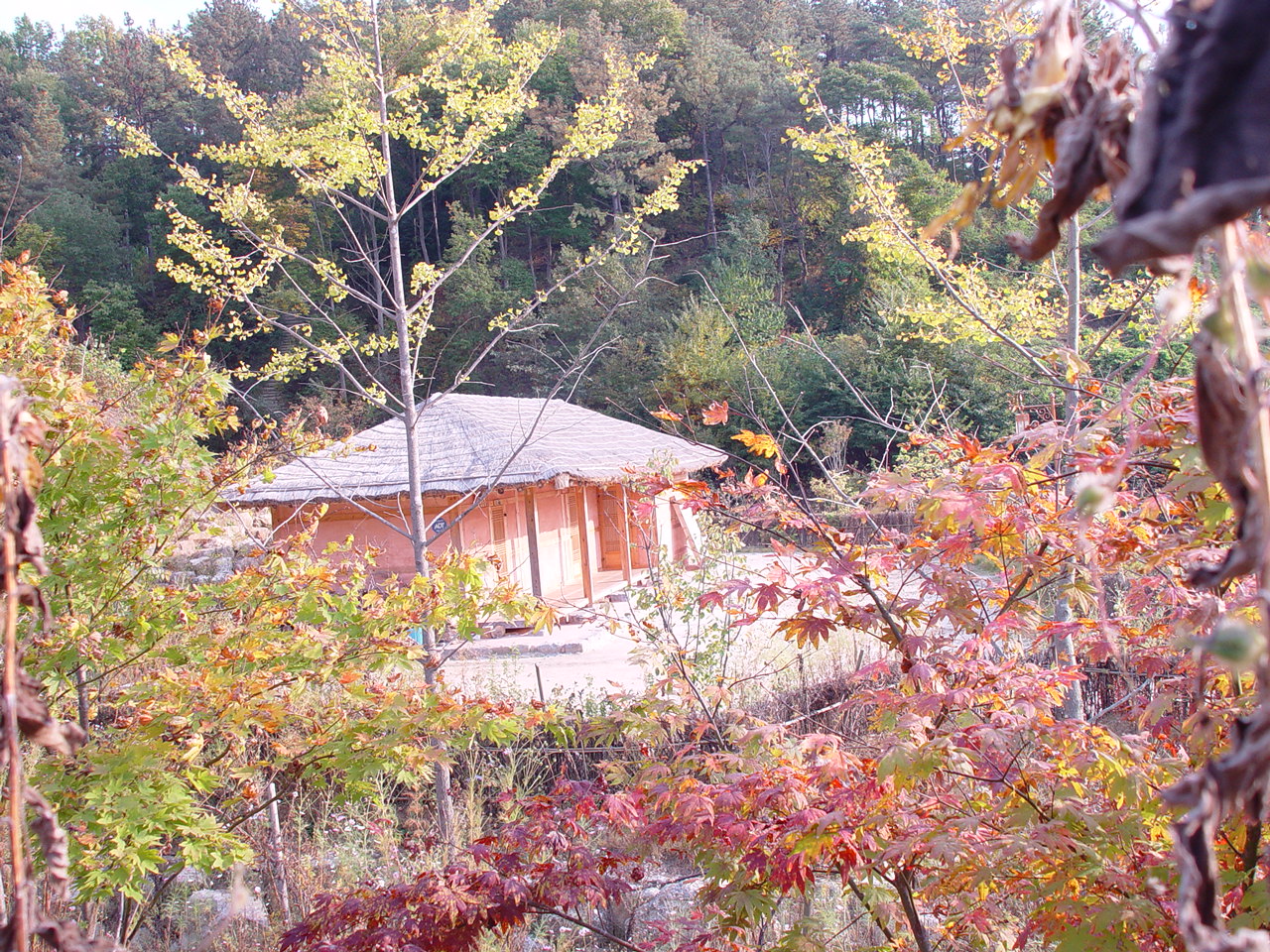 가을의 안동호반 자연휴양림의 처갓집