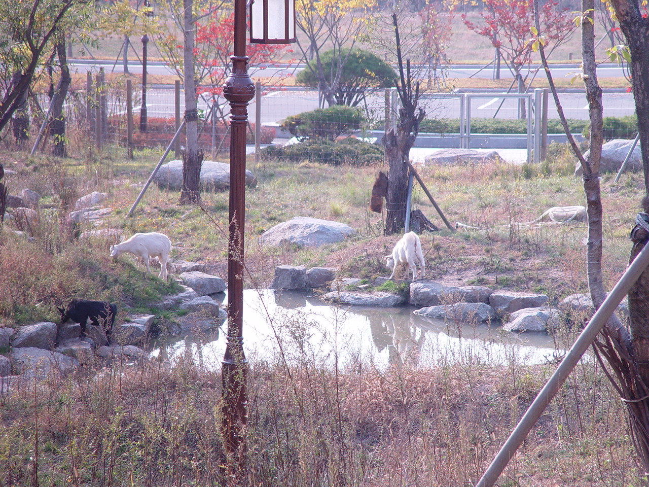야생동물보호센터의 연못 옆의 염소들