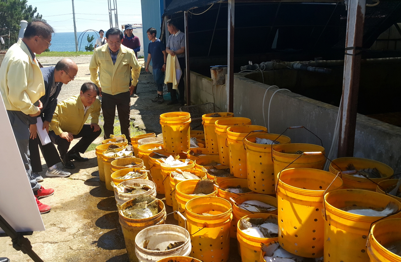 고수온 피해 양식어가 방문하여 피해입은 물고기를 보는 동해안발전본부장