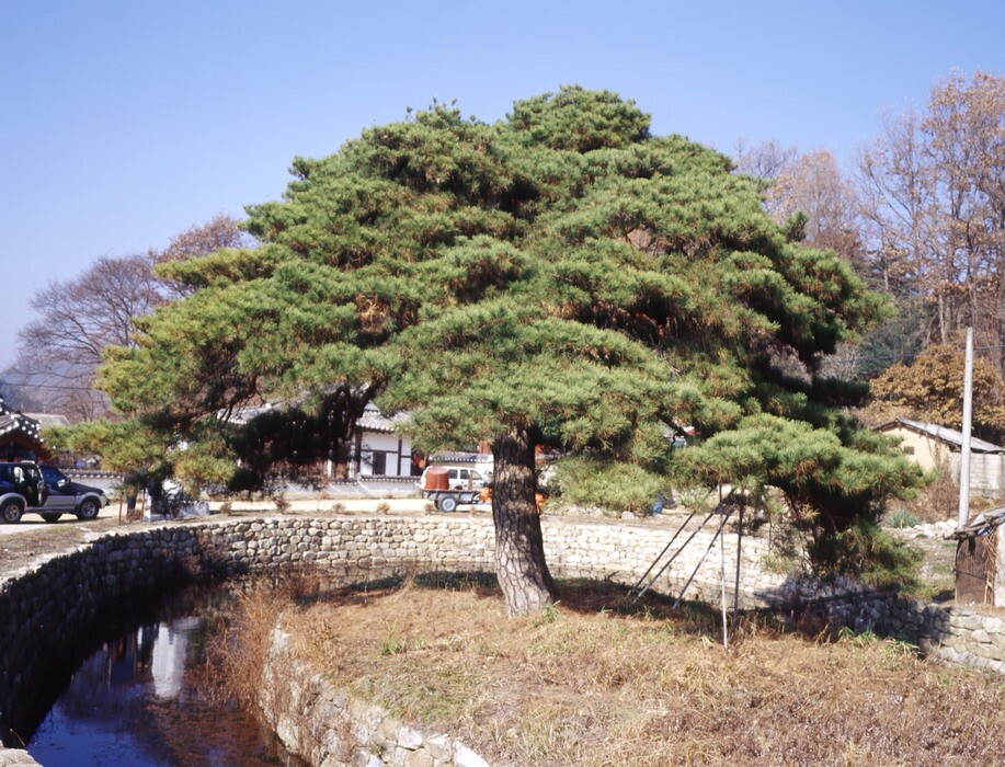 [시·도자연유산  147호] 상주 낙화담 소나무