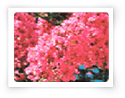 道花 – 白日红