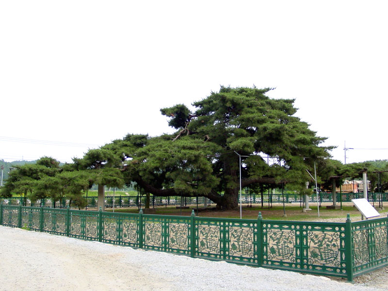 소나무