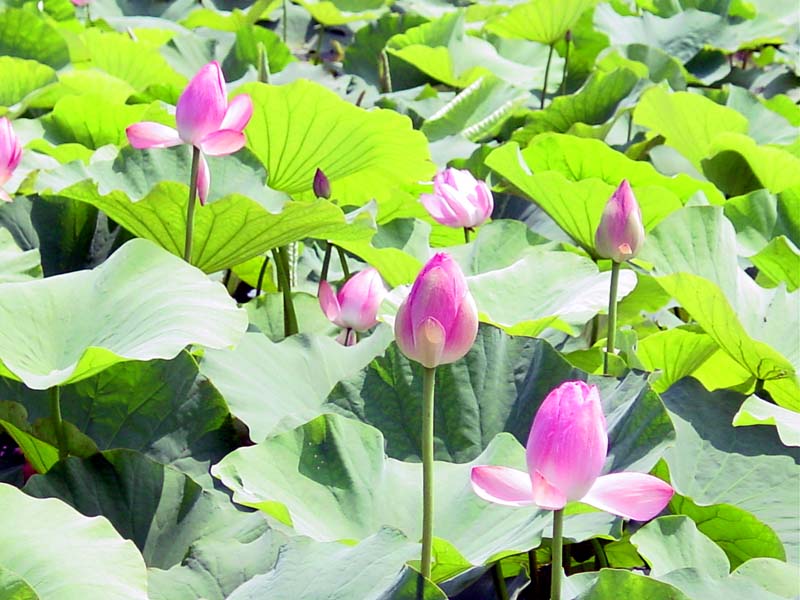 경상북도 경북도청 홈페이지