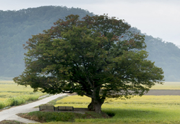 Zelcova Tree