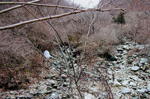 사방댐 (청도 각남 옥산) 시공전 사진