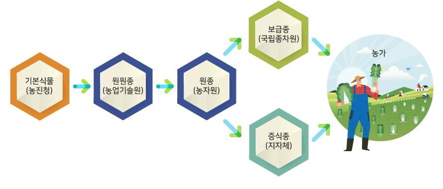 농진청에서 개발된 기본식물을 농업기술원에서 받아 원원종 종자로 생산하고 원원종 종자를 농자원에서 받아 원종 종자로 생산한 뒤 보급종(국립종자원)과 증식종(지자체)으로 생산하여 최종적으로 농가에 보급합니다.