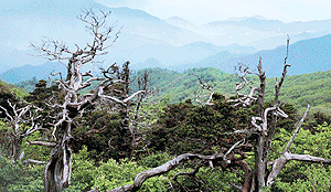 노고단 복원사업