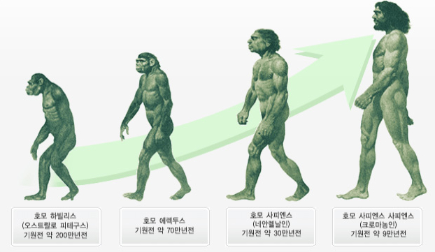호모 하빌리스(오스트랄로 피테구스) 기원전 약 200만년전 - 호모 에렉두스 기원전 약 70만년전 - 호모 사피엔스(네안렐날인) 기원전 약 30만년전 - 호모 사피엔스 사피엔스(크로마뇽인) 기원전 약 9만년전