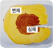 나무줄기의 겉부분(변재), 변재 안쪽의 부분을 심재