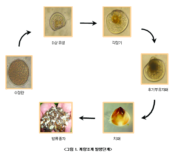 그림1. 개량조개 발생단계 : 수정란 → D상유생 → 각정기 → 후기부유자패 → 치패 → 방류종자 