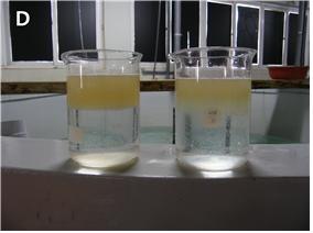 D: 수정란후 부상란