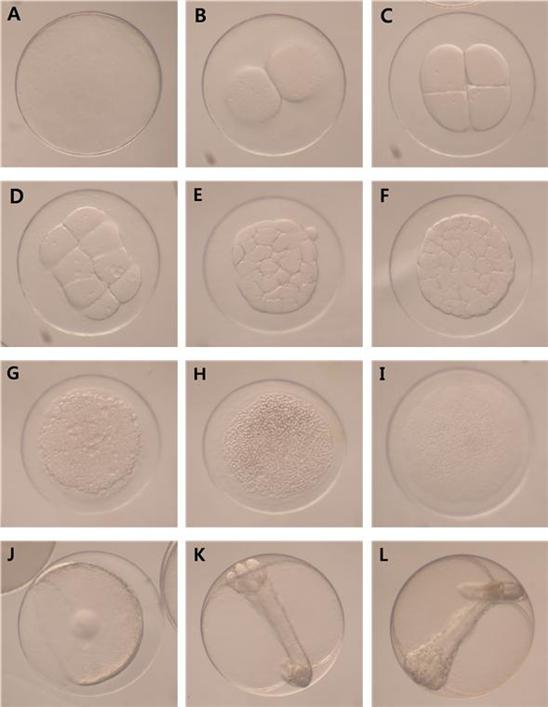 강도다리 난 발생과정 - 상세설명은 본문 - 강도라리 난 발생과정 참조