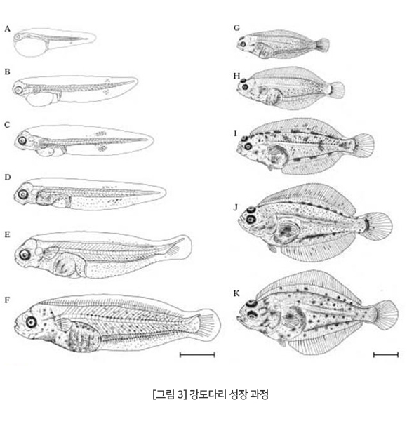 그림 3. 강도다리 성장 과정 - 상세내용 본문 상단 강도다리 성장 과정 참조