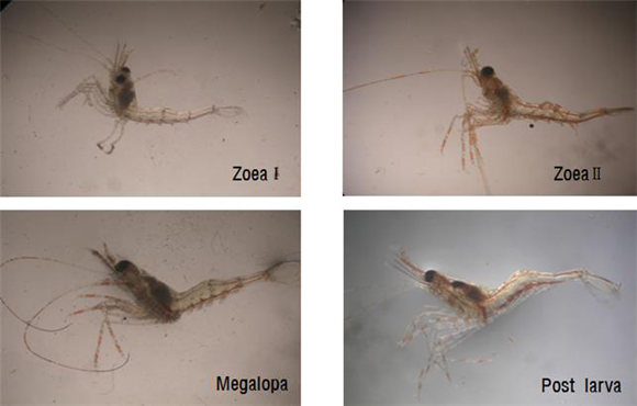 유생의 형태 변화 - Zeoa I → Zeoa II → Megalopa → Post Larva