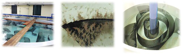 인공 종자생산 광경