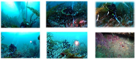 수중 방류 광경