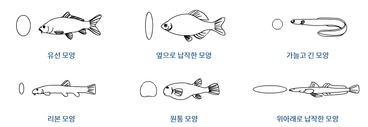 외부구조 < 몸의구조 < 민물고기 형태 < 생태관 < 민물고기연구센터 < 해양수산 메인