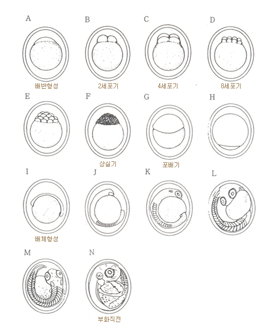 발생과정
