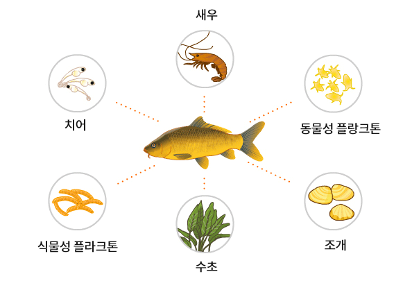 민물고기 식성 안내 이미지