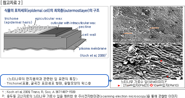식물의 표피세포(epldemal cell)의 최외층(outermostlayer)의 구조는 trichome(epidermal hairs),  epicuticular wax, cuticular with intracuticular wax, pectine,  cell wall, plasma membrane 로 이루어져있다.(Koch et al. 2009) 1:Koch et al. 2009. Trans. R. Soc. A 367:1487-1509 /느티나무의 먼지흡착과 관련한 잎 표면의 특징 Trichone(표페, 굴곡진 표피세포 형태, 융털모양의 왁스층으로 느티나무 가로수 잎 (SEM이미지)2:용두동 고산자로의 느티나무 가로수 잎을 채취한 후 주사전자현미경(scanning electron microscopy)을 통해 관찰한 이미지  의 이미지이다.