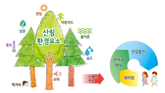 산림환경요소(햇빛,피톤치드,음이온,습도,소리,먹거리,온도,경관)인체의반응은 면역력향상,건강증진,쾌적함