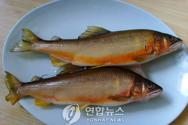 황금은어 모습