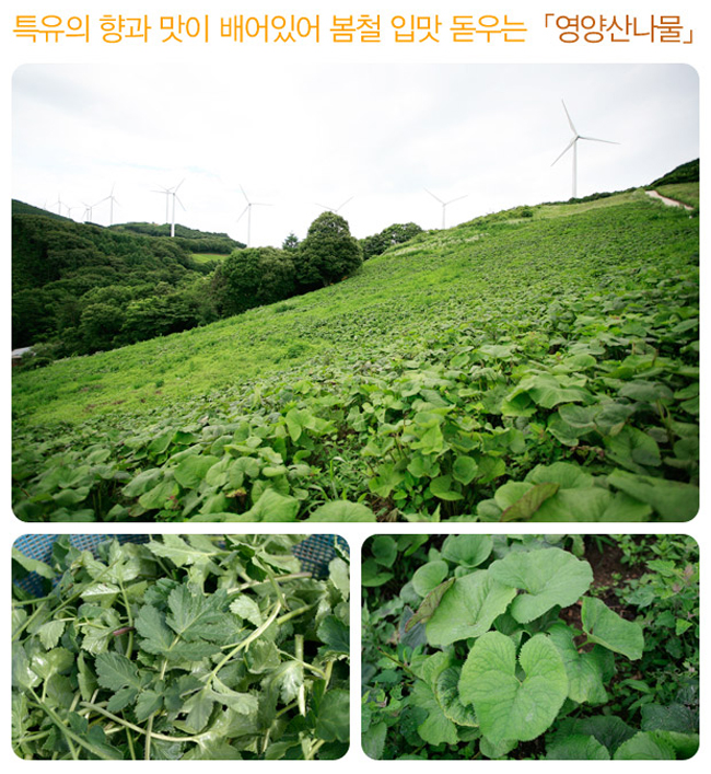 영양군 각종 산나물