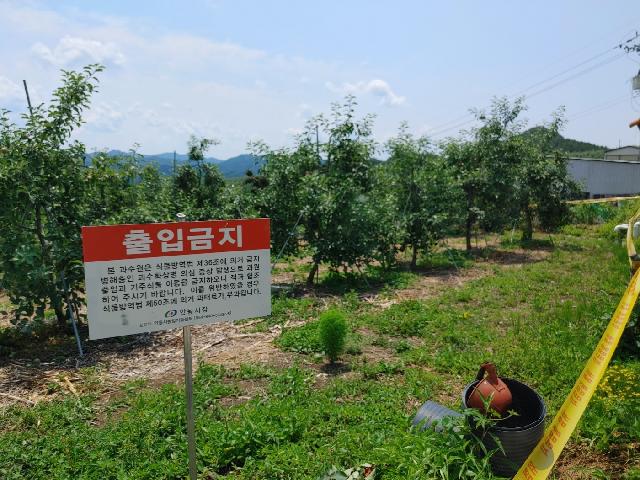 안동 사과 과수원에서 올해 첫 화상병 발생 | null