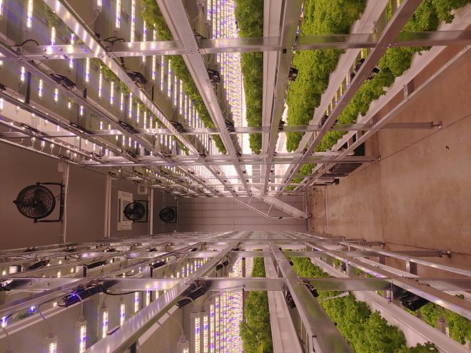 다축형 사과원.jpeg