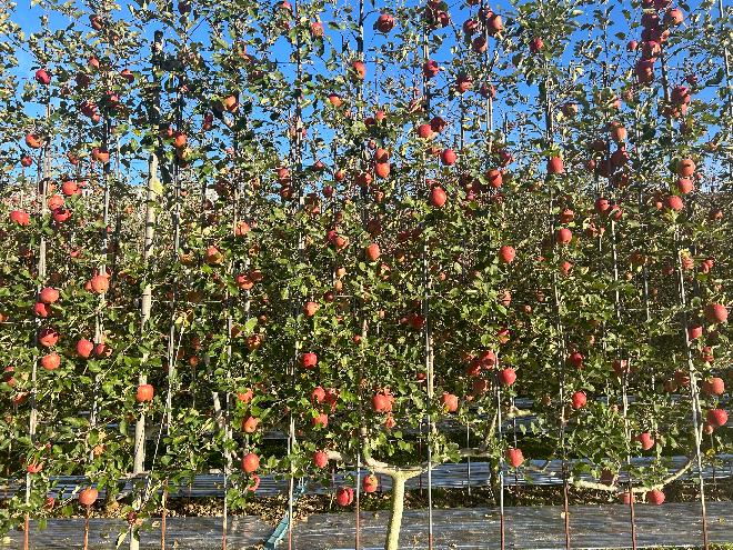 다축형 사과원.jpeg