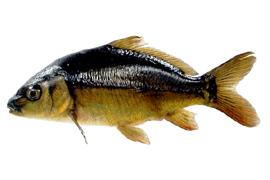 이스라엘잉어 ( 학명 : Cyprinus carpio )