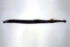 칠성장어 ( 학명 : Lampetra japonica )[멸종위기어종 II급]