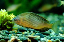 칼납자루 ( 학명 : Acheilognathus koreensis )