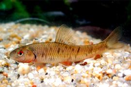 중고기 ( 학명 : Sarcocheilichthys nigripinnis morii )