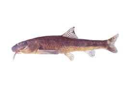 압록 자그사니 ( 학명 : Mesogobio lachneri )